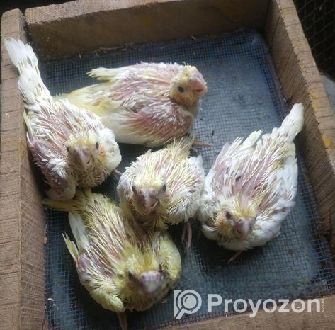 লুটিনো পার্ল ককাটেল এর হ্যান্ড ফিডিং বাচ্চা বিক্রি করা হবে।