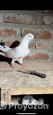 কবুতর বিক্রি