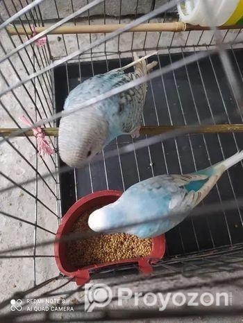 পাখি বিক্রি হবে