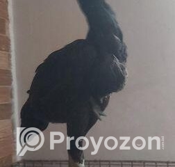 fitted-21_2025-10-30_18-00-50