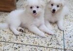 Dog sell