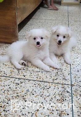 Dog sell