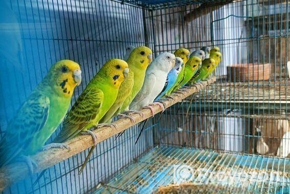 বাজরিগার পাখি
