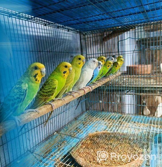 বাজরিগার পাখি