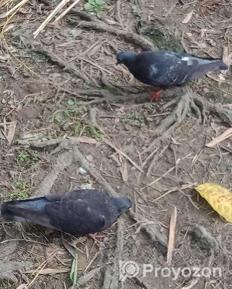 দেশি কবুতর