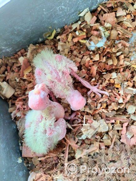 লুটিনো রানিং ককাটেল