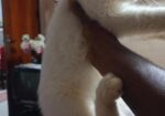 Persian Female Cat