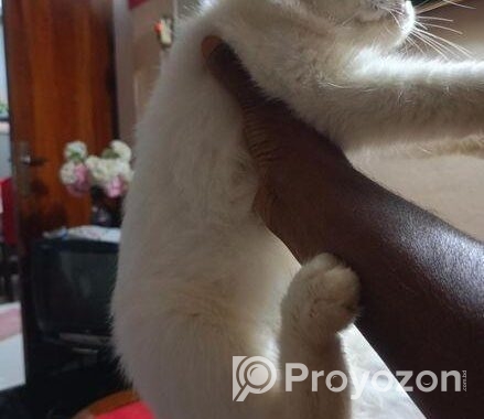 Persian Female Cat