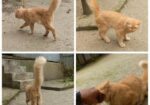 Orange Persian Cat