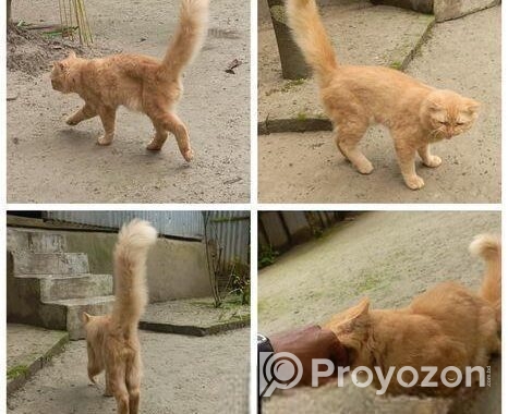 Orange Persian Cat