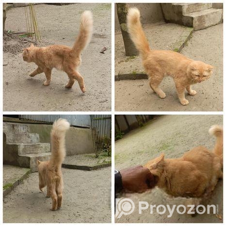 Orange Persian Cat