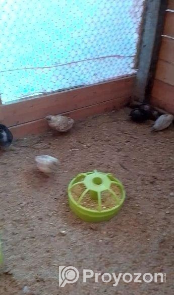 ক্লাসিক কিং কোয়েল পাখির বীজ ডিম বিক্রি হবে