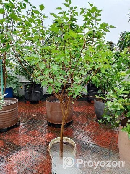 মাল বেরী গাছ