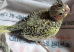 Cockatiel baby