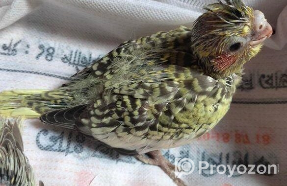 Cockatiel baby