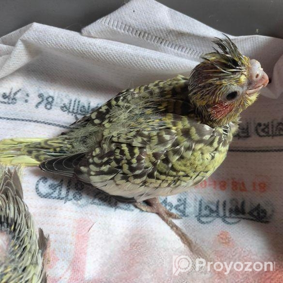 Cockatiel baby