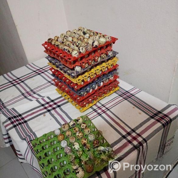 কোয়েল পাখির ডিম