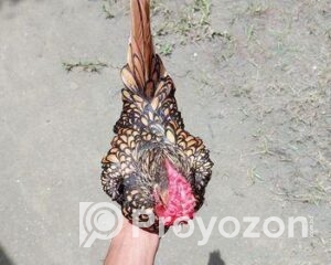 fitted-22_2025-10-20_22-41-55