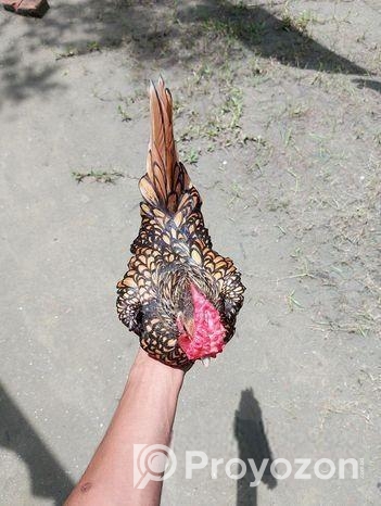 গোল্ডন সেব্রাইট বিক্রি করতে চাই