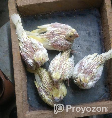 লুটিনো পার্ল ককাটেল এর হ্যান্ড ফিডিং বাচ্চা বিক্রি করা হবে।