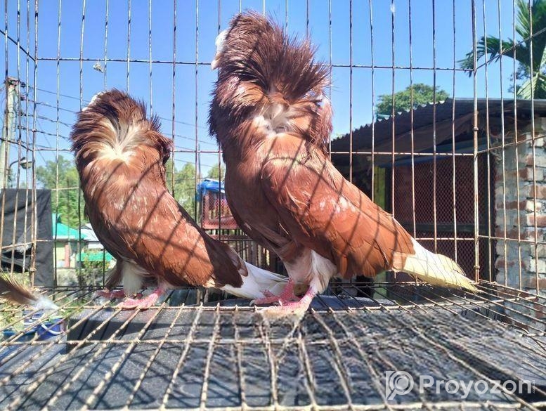 ক্যাপাচিনো কবুতর