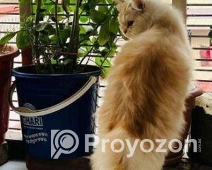 fitted-22_2025-10-23_16-15-26