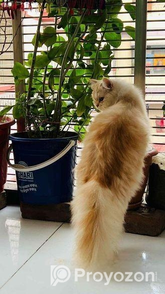 Male Found Color Active Cat