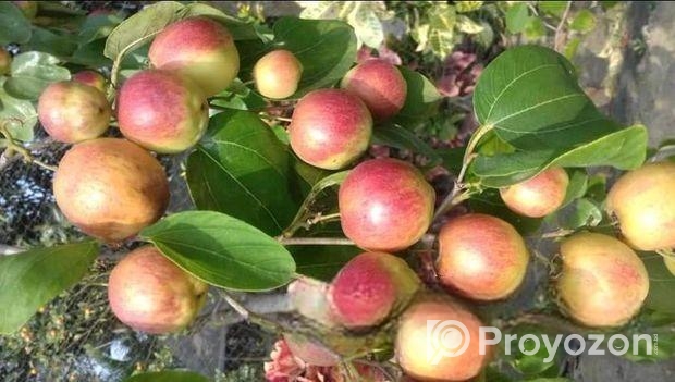 বরই গাছ