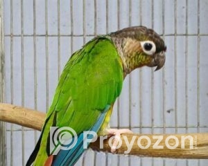 fitted-22_2025-10-28_22-19-39