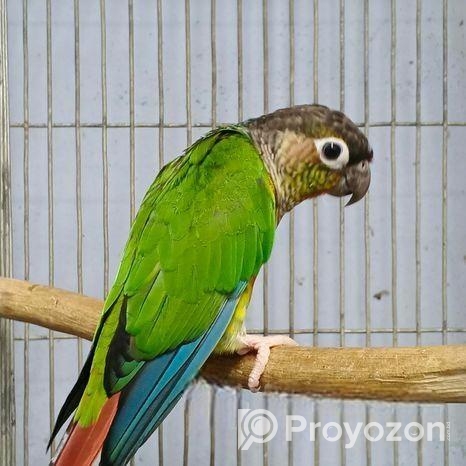 গ্রিনচিন কনিউর