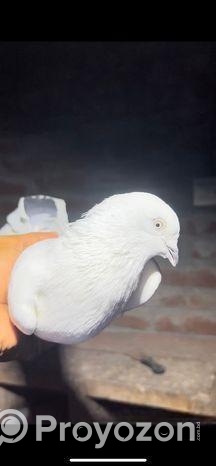 কবুতর বিক্রি