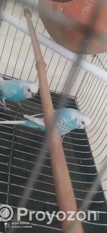 পাখি বিক্রি হবে