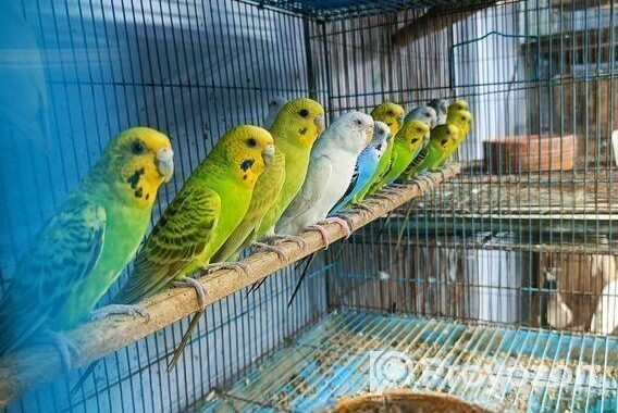বাজরিগার পাখি