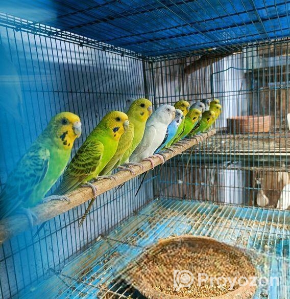 বাজরিগার পাখি