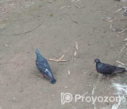দেশি কবুতর