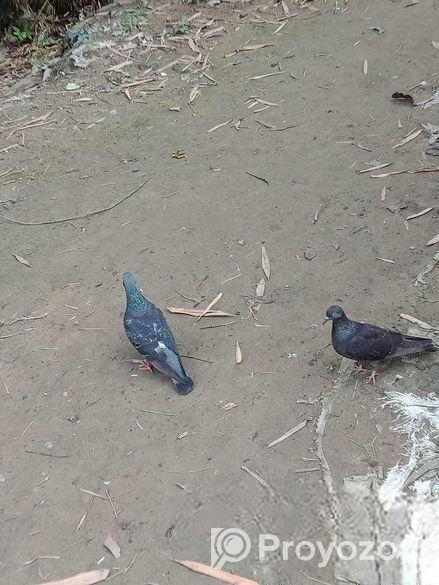 দেশি কবুতর