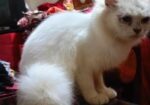 Persian Female Cat