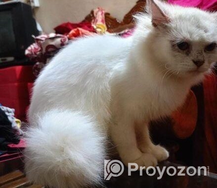 Persian Female Cat
