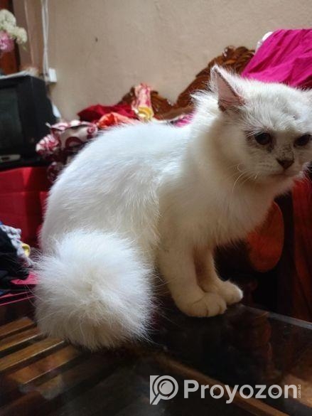 Persian Female Cat