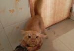 Orange Persian Cat