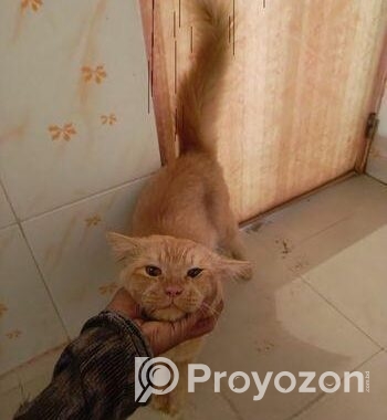 Orange Persian Cat