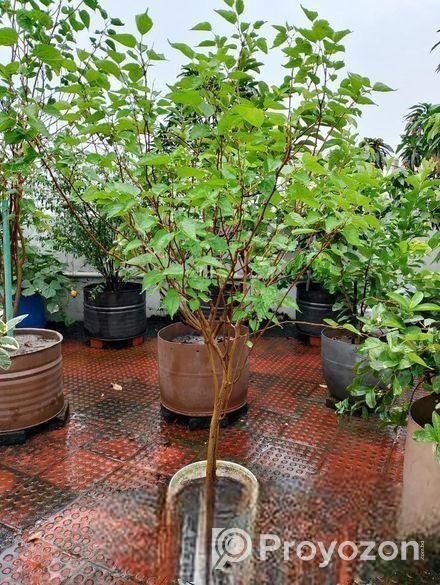 মাল বেরী গাছ