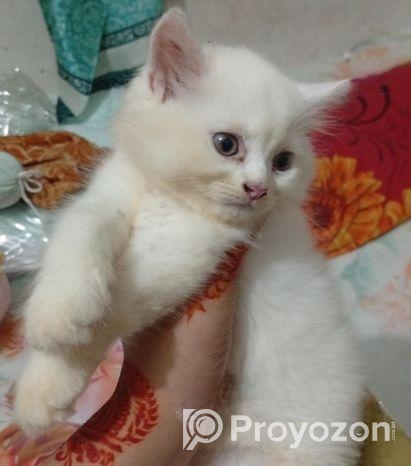 পারশিয়ান ছেলে বিড়াল