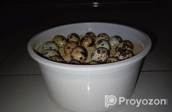 কোয়েল পাখির ডিম