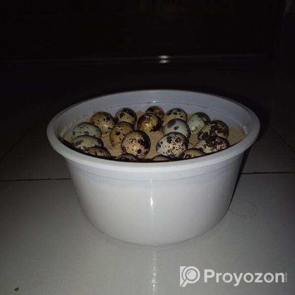 কোয়েল পাখির ডিম