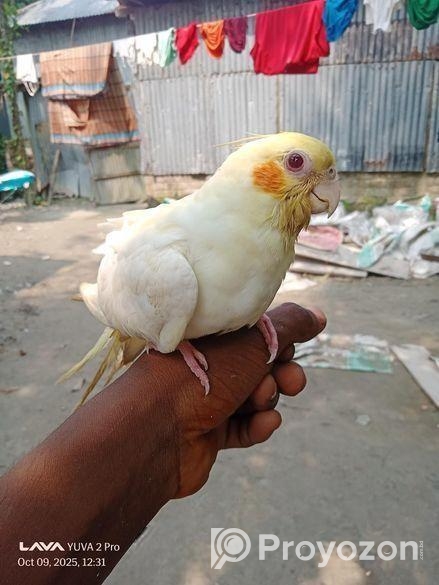 লোটিনো ফিমেল কোকাটেল পাখি