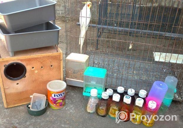 মেল রানিং লুটিনো ককাটেল + খাচা বক্স এক্সাসরিজ