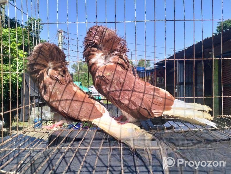 ক্যাপাচিনো কবুতর