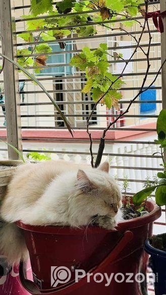 Male Found Color Active Cat