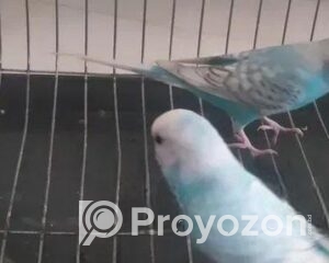 fitted-23_2025-10-29_22-58-13